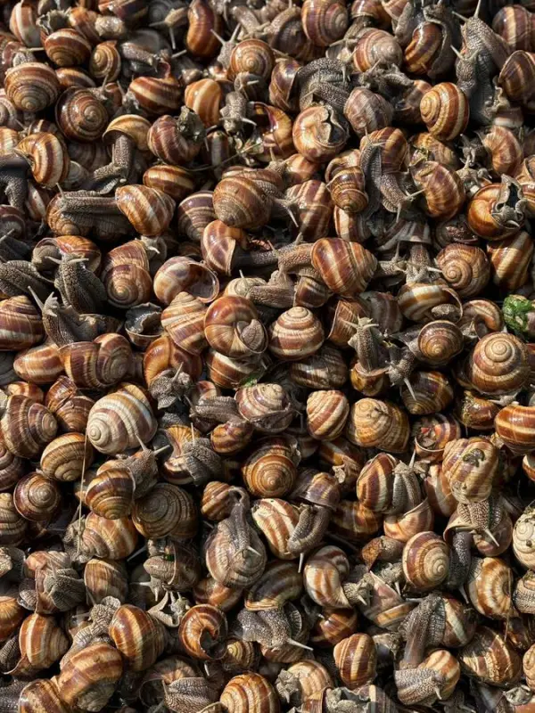 Escargots vivants d'Albanie