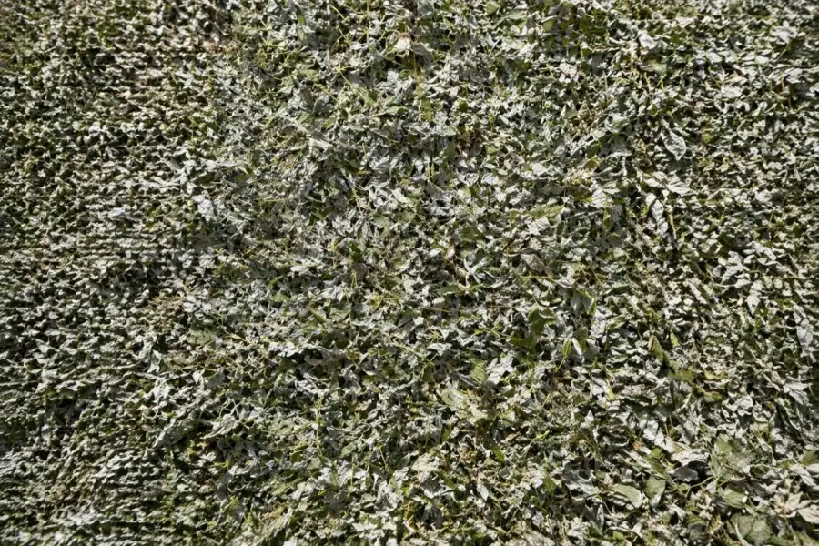 Plantes médicinales sauvages