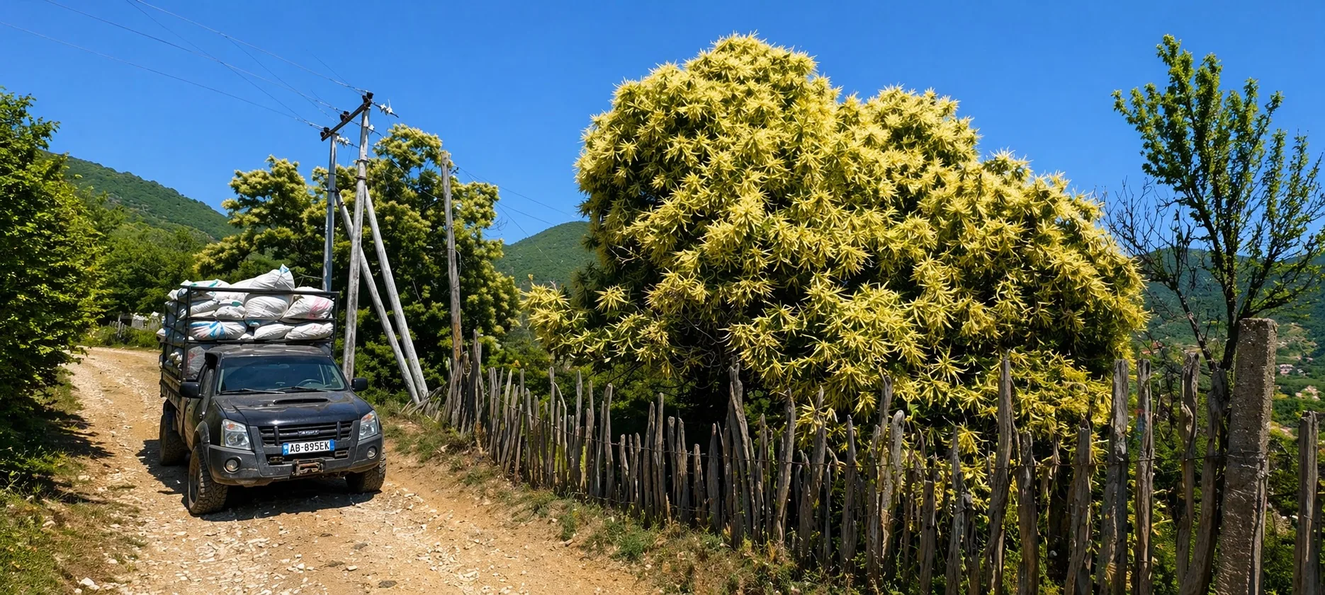 Récolte manuelle de plantes dans les montagnes d'Elbasan, 1991